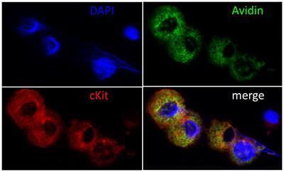 New Pathways for the Skin's Stress Response: The Cholinergic Neuropeptide SLURP-1 Can Activate Mast Cells and Alter Cytokine Production in Mice